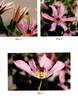 Zo09146 clematis photo