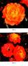 Elizabeth Ashley rose photo