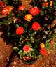 Elizabeth Ashley rose photo