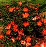 Farrowrsp rose photo