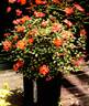 Farrowrsp rose photo