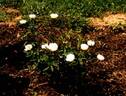 RADgardebwhite rose photo