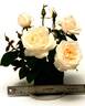 WEKmereadoit rose photo