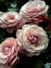 RNF Purple 01 rose photo