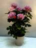 RNF Purple 01 rose photo