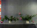 RNF Purple 01 rose photo
