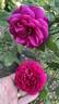 Dark Lady rose photo