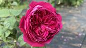 Rouge Royale ® rose photo