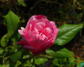 Five Yuan rose photo