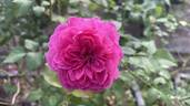 James L. Austin rose photo