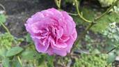 Yves Piaget rose photo