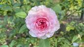 Roseraie du Chatelet rose photo
