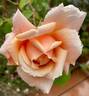 Break o' Day rose photo