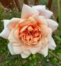 Break o' Day rose photo