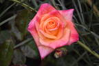 Circus rose photo