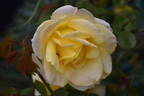 Golden Medallion rose photo