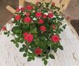 Antique Kordana rose photo