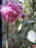 Mamy Blue ® rose photo