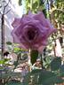 Mamy Blue ® rose photo