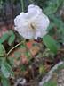 Katharina Zeimet rose photo