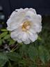 Malvern Hills ® rose photo