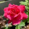Candy Apple rose photo