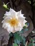 Schneewalzer rose photo