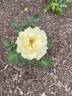 Spanish Sun rose photo