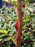 R. omeiensis pteracantha rose photo