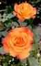 New Year ® rose photo