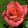 Clovie rose photo