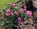 California Dreamin' ™ rose photo