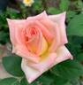 RBG rose photo