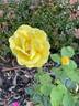 Dresdner Gelbe Nr. 79311 rose photo