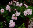 Dresdner Frauenkirche rose photo