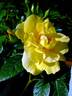 Elbegold rose photo