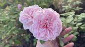 Enfant de France rose photo