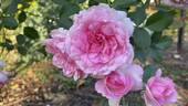 Roseraie du Chatelet rose photo