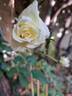 Schneewalzer rose photo
