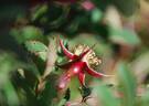 <i>Rosa</i> X 