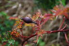<i>Rosa</i> X 