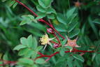 <i>Rosa</i> X 