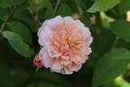 TOMlin rose photo