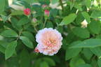TOMlin rose photo