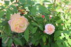 TOMlin rose photo