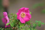 Sealing Wax rose photo