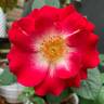 Empathy rose photo
