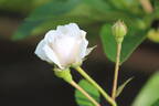 Heinrich Blanc rose photo