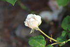 Heinrich Blanc rose photo