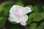 Heinrich Blanc rose photo